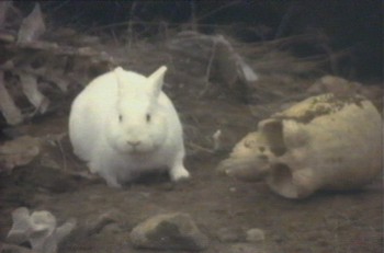 montybunny.jpg
